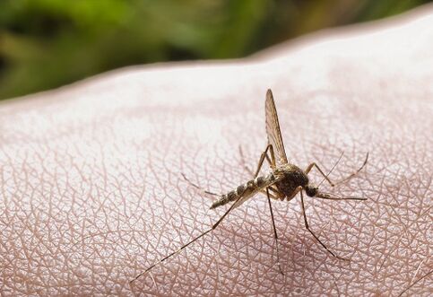 picada de mosquito como causa de infestação de parasitas