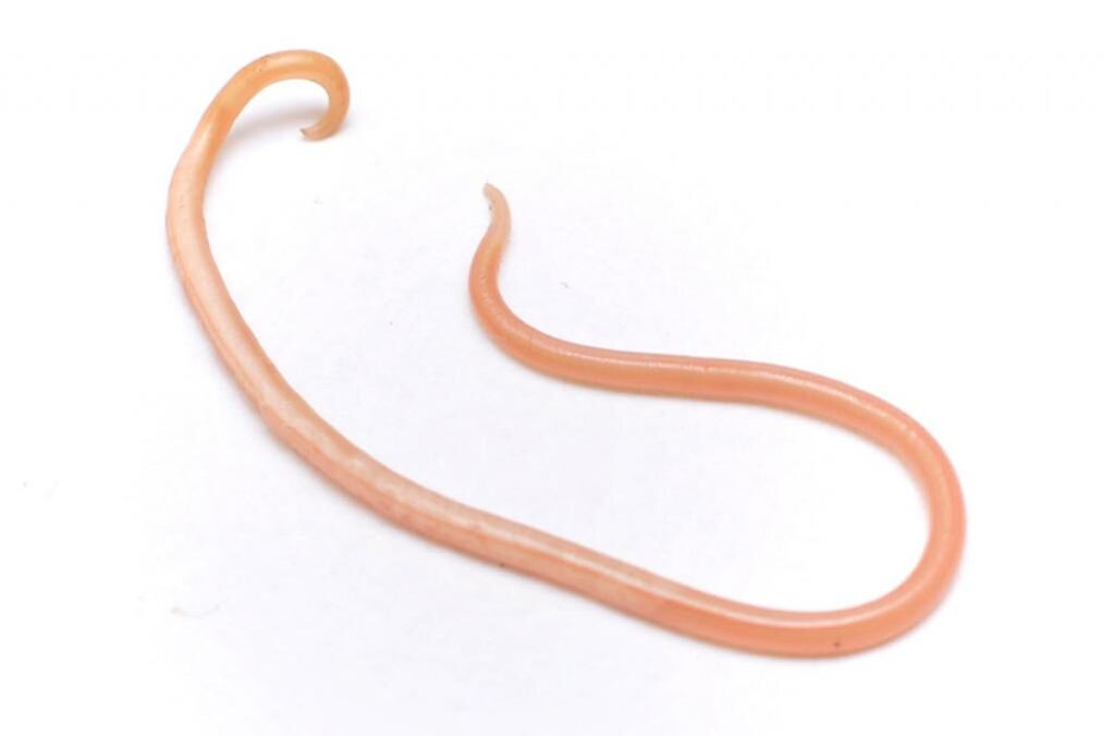 Ascaris é um dos vermes mais populares