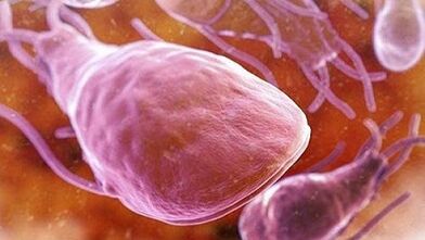 O que os parasitas podem viver no corpo humano