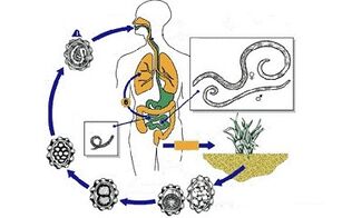 o ciclo de desenvolvimento de parasitas no corpo
