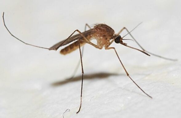 Os mosquitos são os principais portadores de parasitas de pele