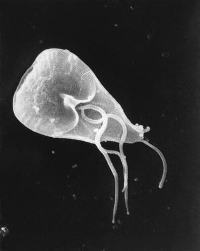 lamblia - um gênero de protozoários parasitas flagelados